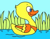 Patito de río