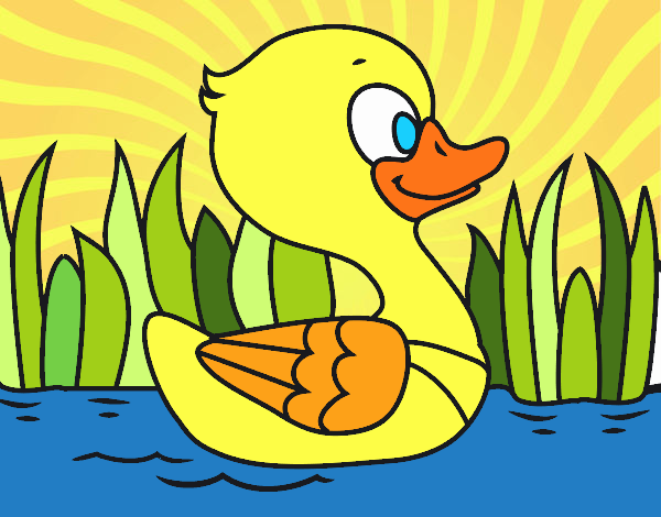 Patito de río