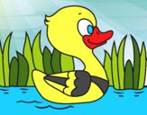 Patito de río