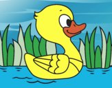 Patito de río