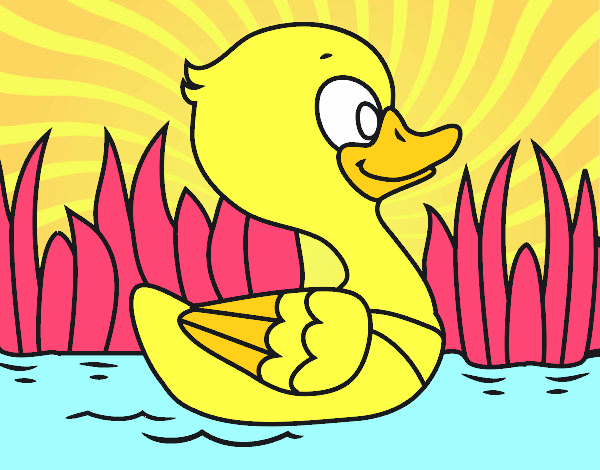 Patito de río