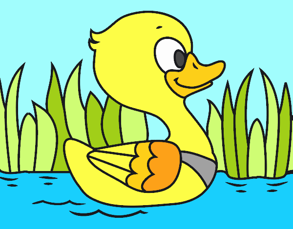 Patito de río