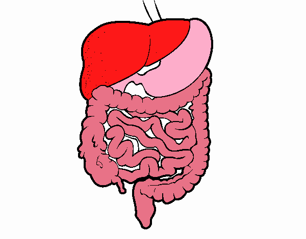 intestino