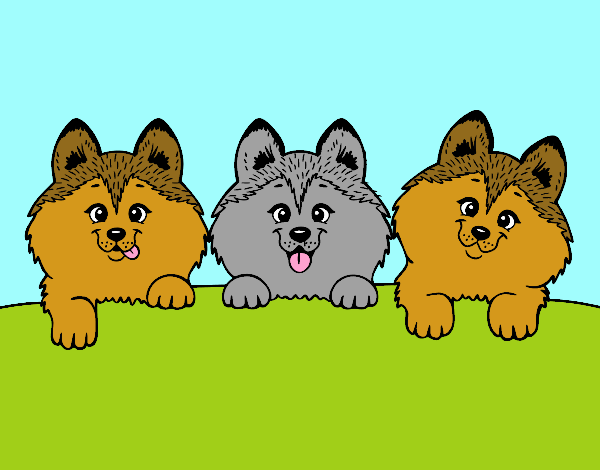 3 perritos