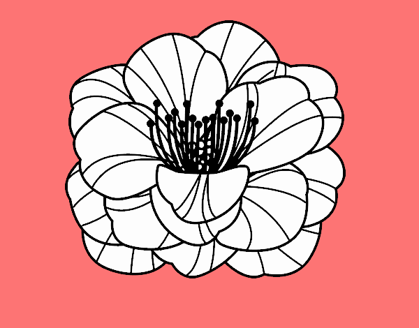 Amapola