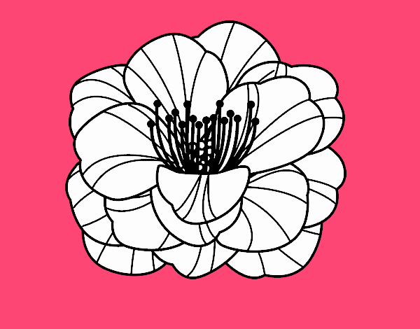 Amapola