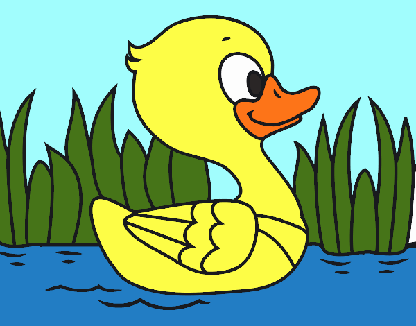 Patito de río