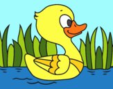 Patito de río