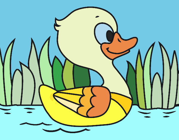 Patito de río