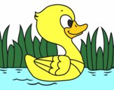 Patito de río