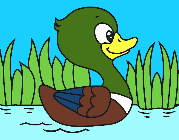 Patito de río