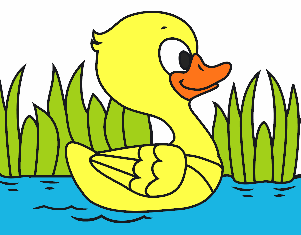 Patito de río