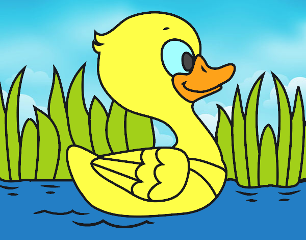 Patito de río