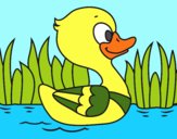 Patito de río