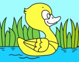 Patito de río