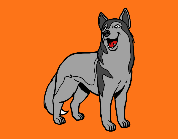 Perro lobo