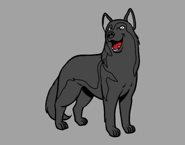 Perro lobo