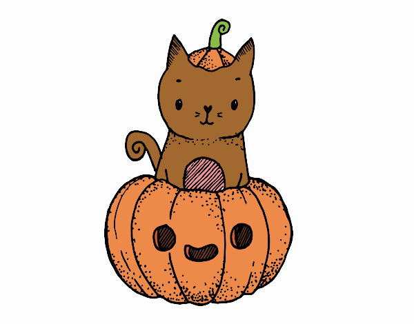 gato encima de una calabaza