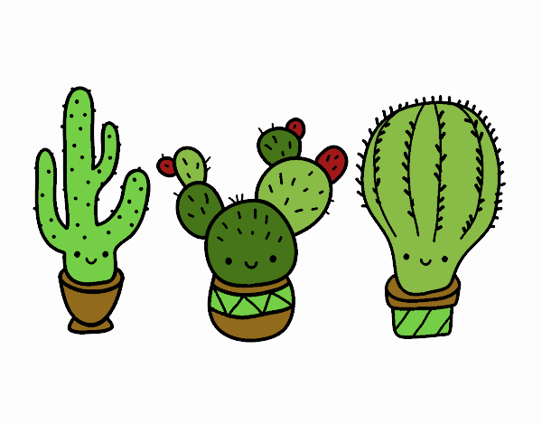 3 mini cactus