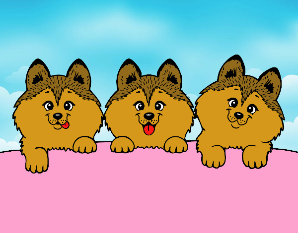 3 perritos