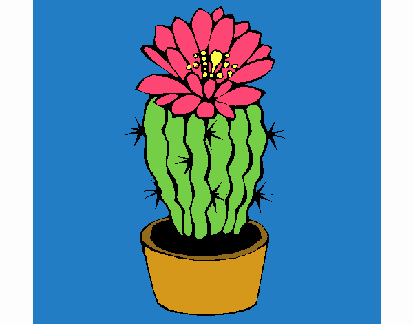 Cactus con flor