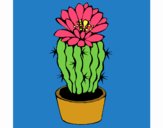 Cactus con flor