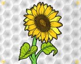 Flor de girasol