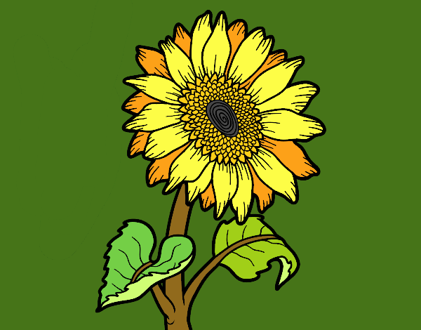 Flor de girasol