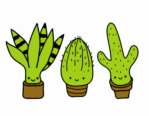 Mini cactus