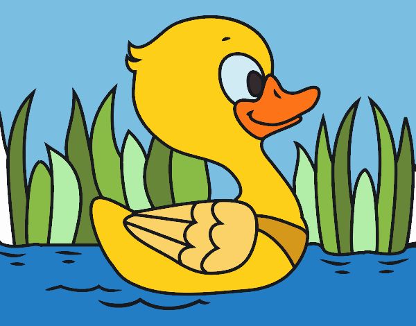 Patito de río