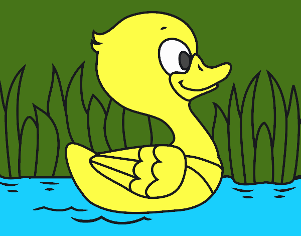 Patito de río