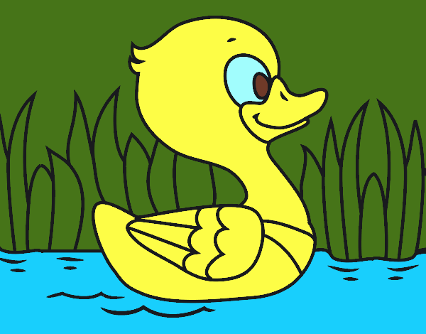 Patito de río