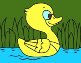 Patito de río