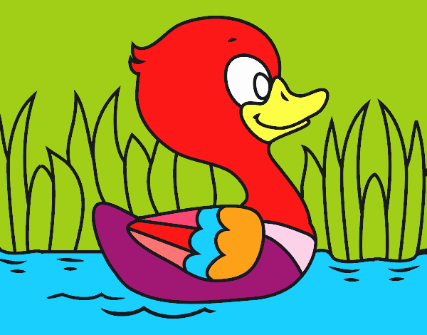 Patito de río