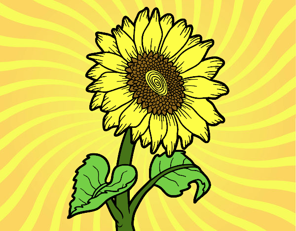 Flor de girasol