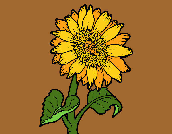 Flor de girasol