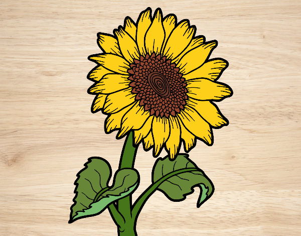 Dibujo de El girasol mi nueva flor favorita. pintado por en  el  día 26-05-21 a las 23:50:37. Imprime, pinta o colorea tus propios dibujos!