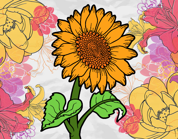 Flor de Girasol