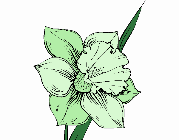 Flor de narciso