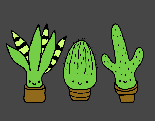 Mini cactus