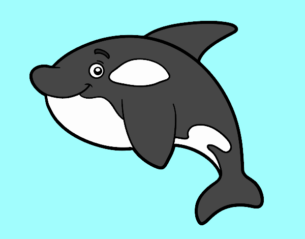 Orca joven