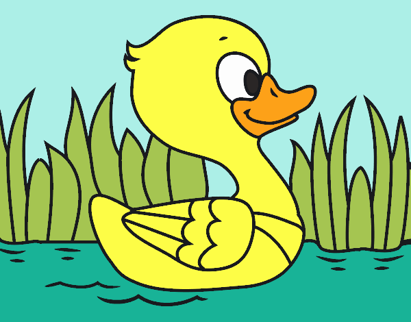 Patito de río