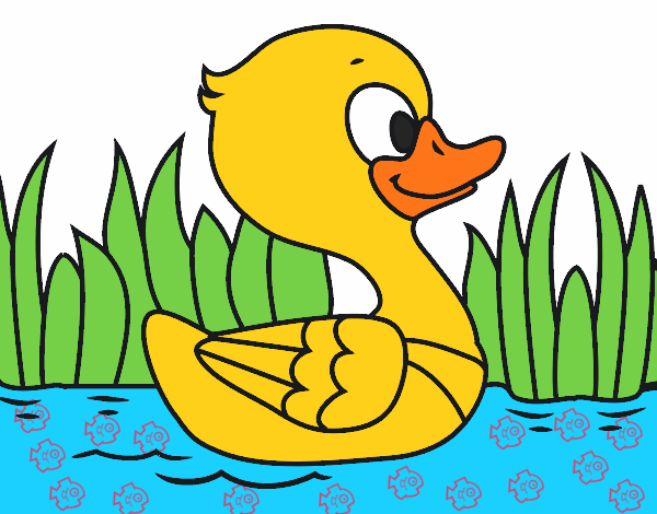 Patito de río