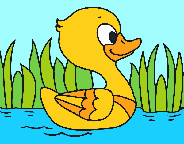 Patito de río