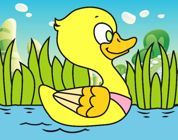 Patito de río