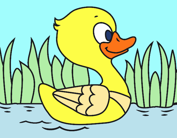 Patito de río