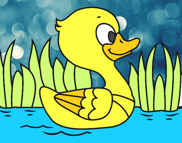 Patito de río