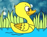 Patito de río