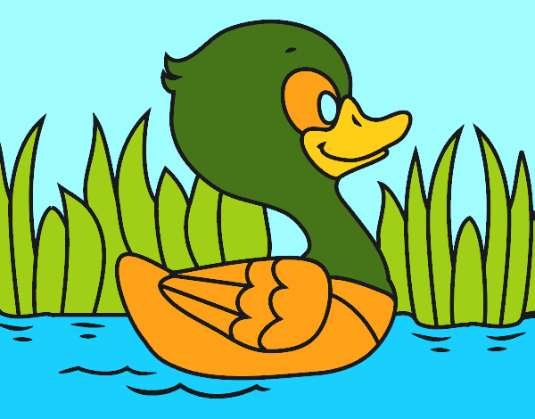 Patito de río