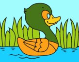 Patito de río